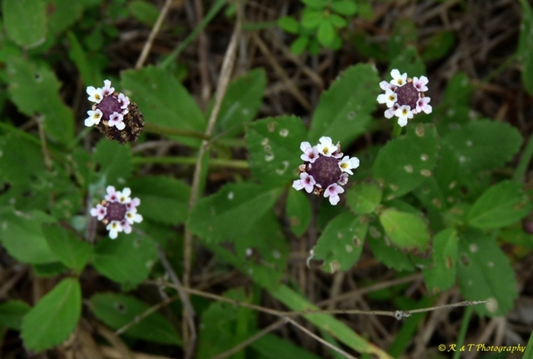 {Phyla nodiflora}
